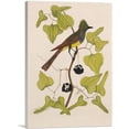 thumbnail image 1 of ARTCANVAS The Crested Fly Catcher Canvas Art Print by Mark Catesby - Size: 18" x 12" (1.50" Deep), 1 of 9