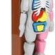 thumbnail image 4 of Human Body Anatomy Toy Educational Interactive Realistic Durable Anatomy Play Set For Toddlers for Home School, 4 of 4