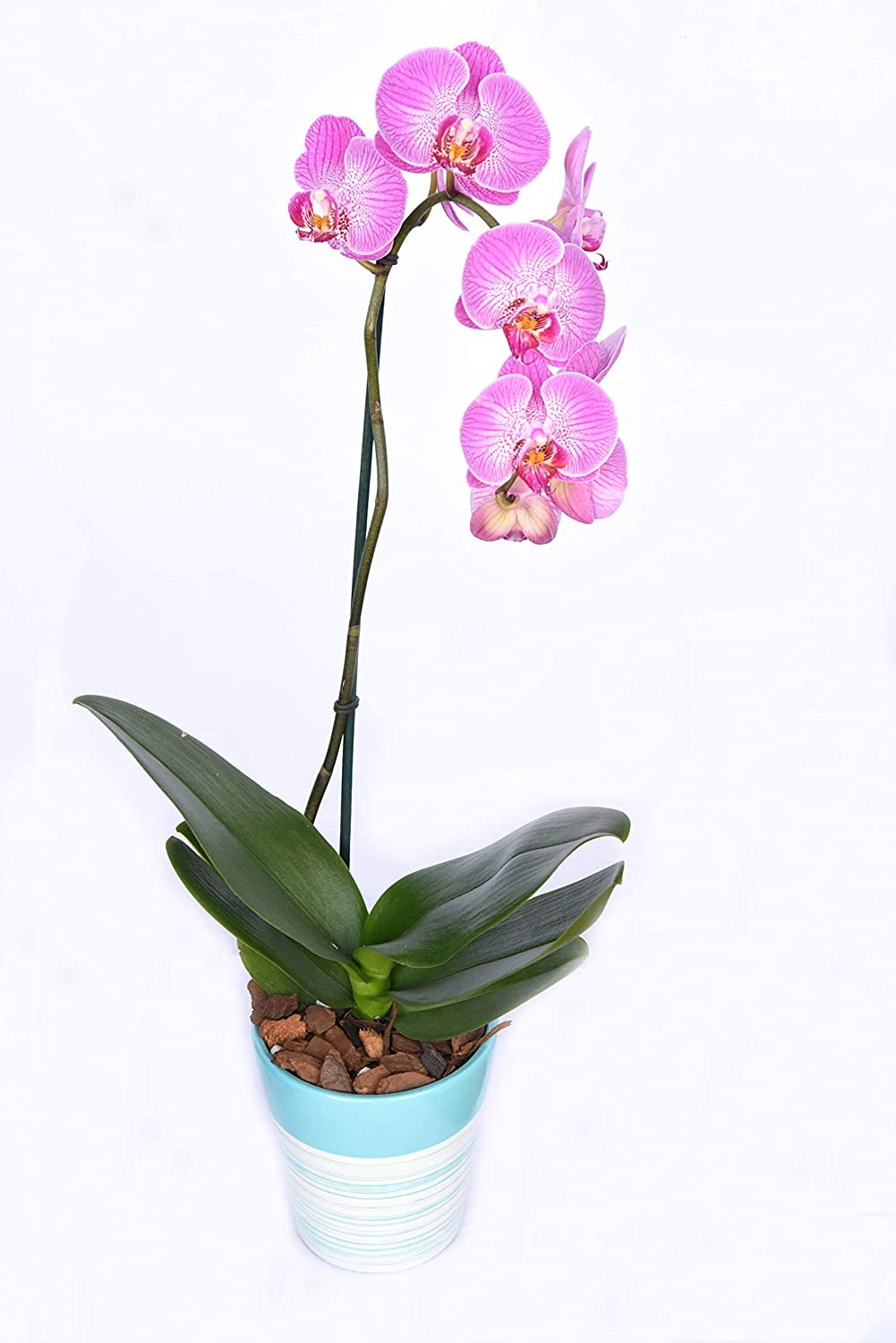 Organic Orchid Potting Mix by Perfect Plants - 8 Quarts