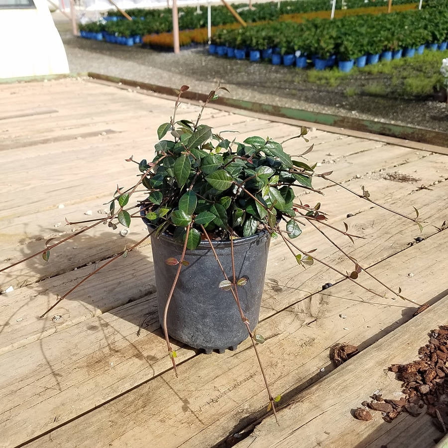 Expert Gardener Asiatic Jasmine (2.5 Quart) Evergreen