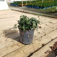thumbnail image 5 of Expert Gardener Asiatic Jasmine (2.5 Quart) Evergreen Groundcover Vine - Full Sun Live Outdoor Plant, 5 of 6