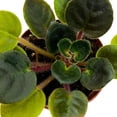 thumbnail image 5 of Harmony Foliage Mini African Violet Shirl's Hawaiian Lai, 2 inch Purple Flower, 5 of 9