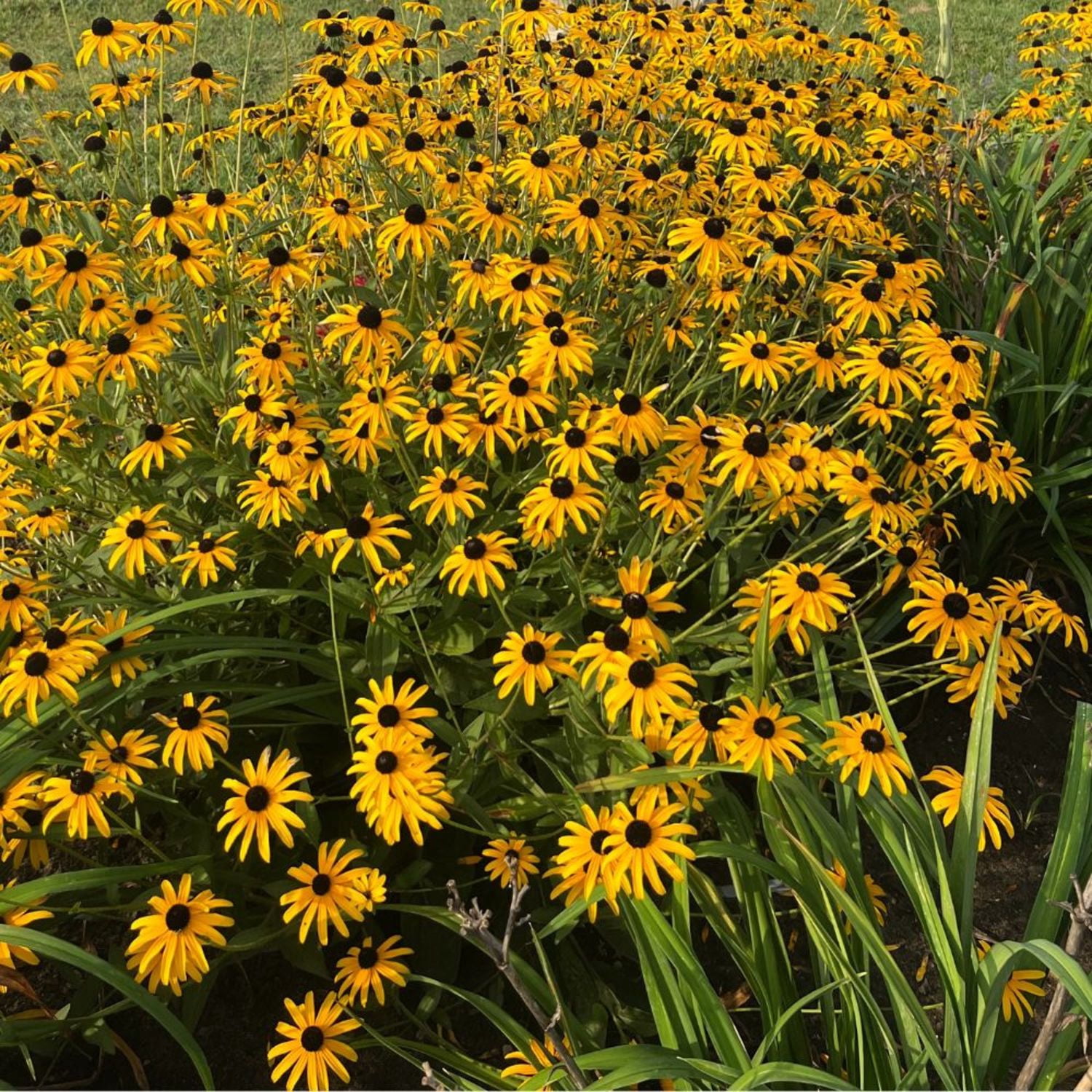 Proven Winners 6" Yellow 'Treasure Trove' Black-eyed Susan Live Plant in 6.5" Pot