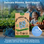 Organo Republic Cape Forget-Me-Not Seeds – 1,400+ Non-GMO Heirloom Seeds, 3g Packet for Planting Flowers Indoors & Outdoors, Pollinator-Friendly Blue Blooms for Home Garden