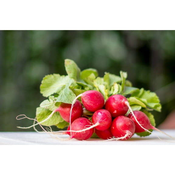 SEEDS 100 Seeds Scarlet Globe Radish -Heirloom -Non GMO Delicious Classic -Garden Vegetable Seed