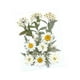 thumbnail image 4 of Flores prensadas secas Macarena manualidades DIY para álbumes de recortes Kits de hojas secas decoración de uñas, 4 of 8