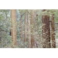 thumbnail image 2 of Paulson, Don 14x11 Gold Ornate Wood Framed with Double Matting Museum Art Print Titled - California Tres in Muir Woods NM in springtime, 2 of 4