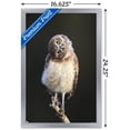 thumbnail image 3 of Curious Burrowing Owlet Wall Poster, 14.725" x 22.375" Framed, 3 of 6