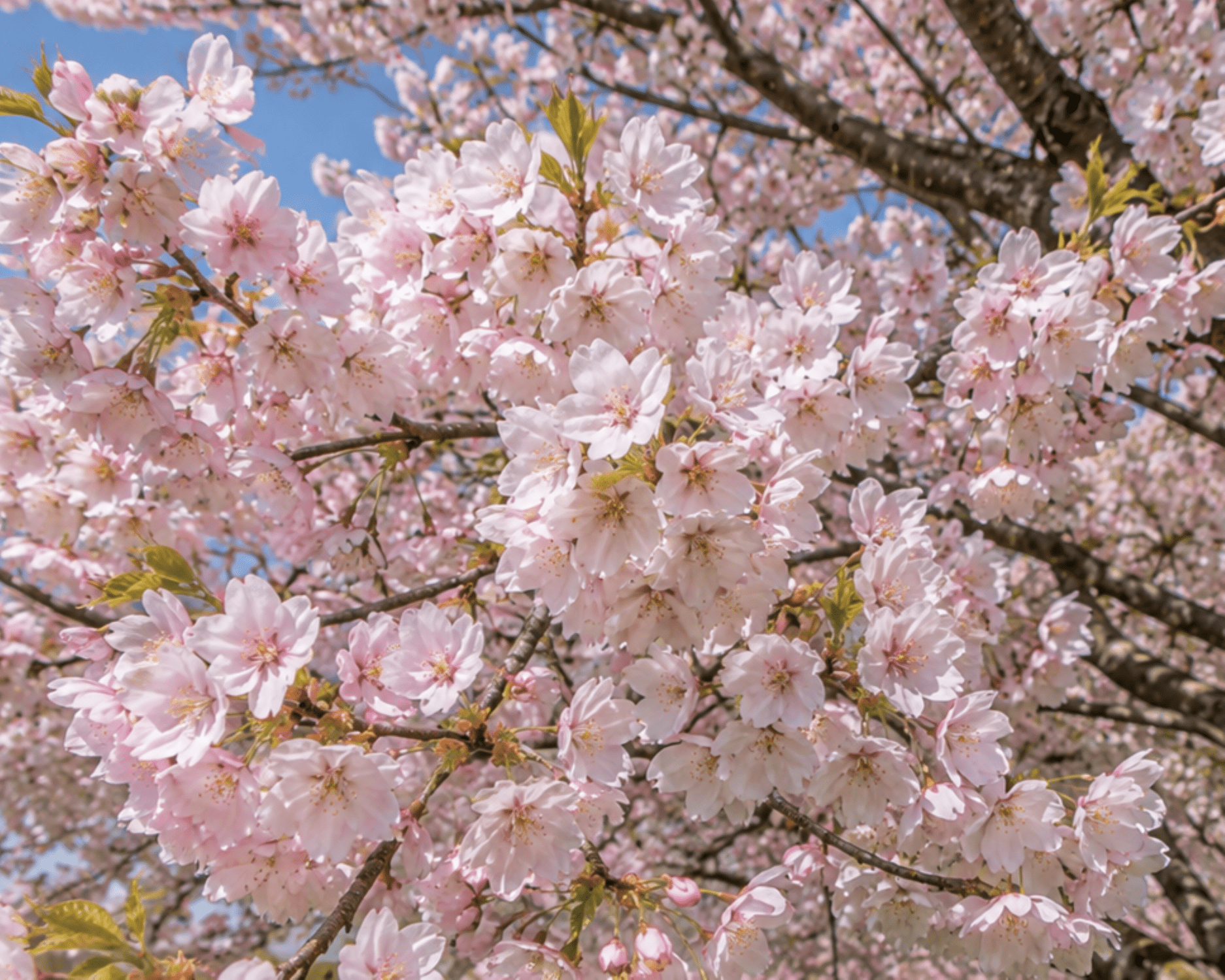 Expert Gardener 3.25 Gallon Flowering Cherry Yoshino Live Tree