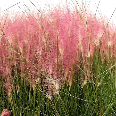 Classy Groundcovers, Muhly Grass, Pink Muhly Grass, Sweetgrass, Gulf Muhly, Hairawn Muhly, Hair Grass (tray of 38 cells)