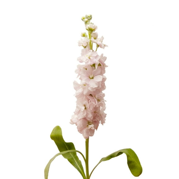 Pink Baby Stock - Farm Direct Fresh Cut Flowers - 140 Stems