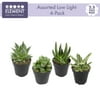 Element by Altman Plants Assorted 2.5" Live Succulent Plants (4 Pack)