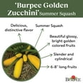 thumbnail image 5 of Burpee Burpee's Golden Zucchini Summer Squash Vegetable Seed, 1-Pack, 5 of 6