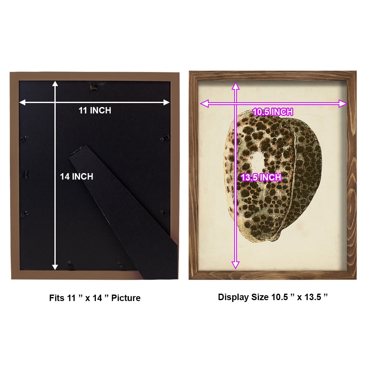 Sealife Collection III - Framed Print w/glass - Walnut