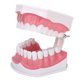 thumbnail image 2 of Modelo de diente dental que estudia la demostración de cavidad de enseñanza de dientes dentales estándar con cepillo, 2 of 8