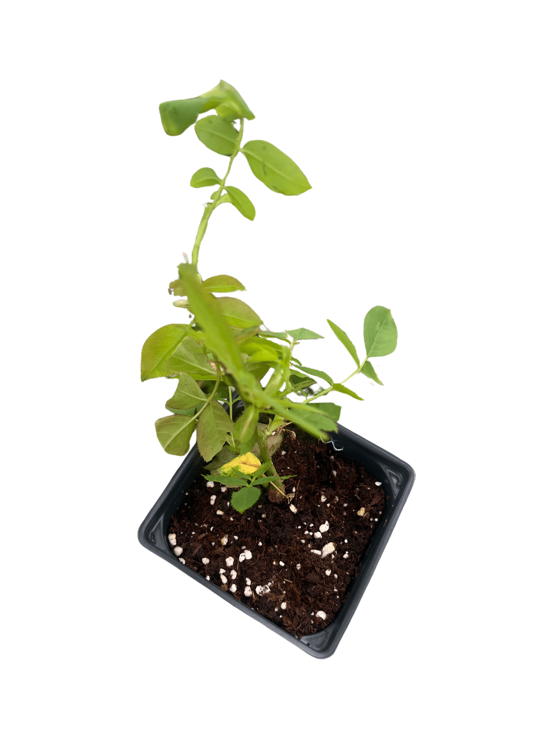 Climbing Blaze Rose - 4" Pot - Scarlet-Red Double Flowers