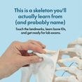 thumbnail image 3 of Axis Scientific Life-Size Human Skeleton Model, 5'6" Height, Articulated Bones with Numbered Landmarks, Mobile Stand, Study Guide & 3-Year Warranty, 3 of 11