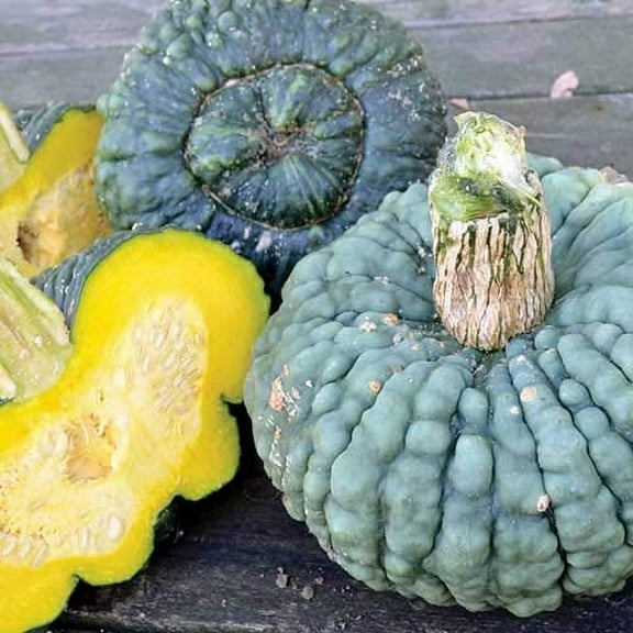 Green Warty Pumpkin Seeds for Planting (10 Seeds) - Used for Gnocci, Marina Di Chioggia
