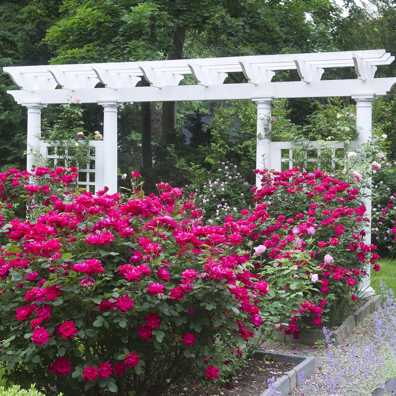 Van Zyverden Patio Gardening Double Knock Out Rose Kit with Decorative Metal Planter 1 Plant Root Red Partial Sun