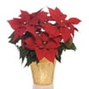 From You Flowers - Pot Of Gold Poinsettia (Free Pot Included)
