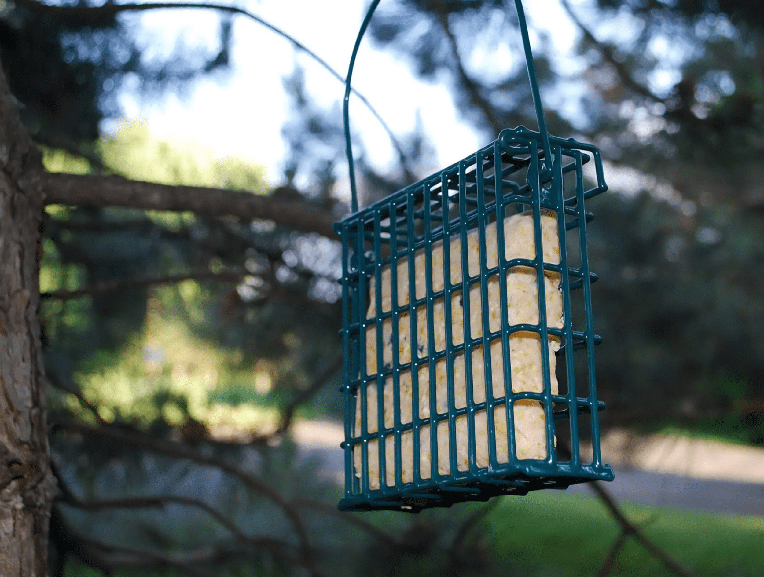 Zesty Orange Suet Plus 12-Pack by ST. ALBANS BAY
