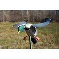 thumbnail image 2 of MOJO Outdoors Wind Duck Decoy, 2 of 2