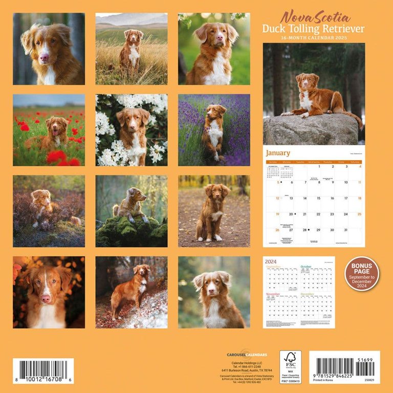 carousel-calendars-nova-scotia-duck-tolling-retriever-2025-wall-calendar-walmart-com