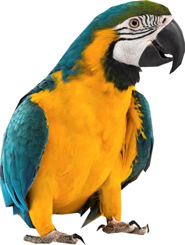 Extra Large 32" x 23" x 69"H Elegant Sturdy Wrought Iron Double Ladders Play Perch Stand Top Bird Parrot Rolling Cage Stainless Feed Cups Natural Wooden Stand Perch Seed Guard Lockable Wheels