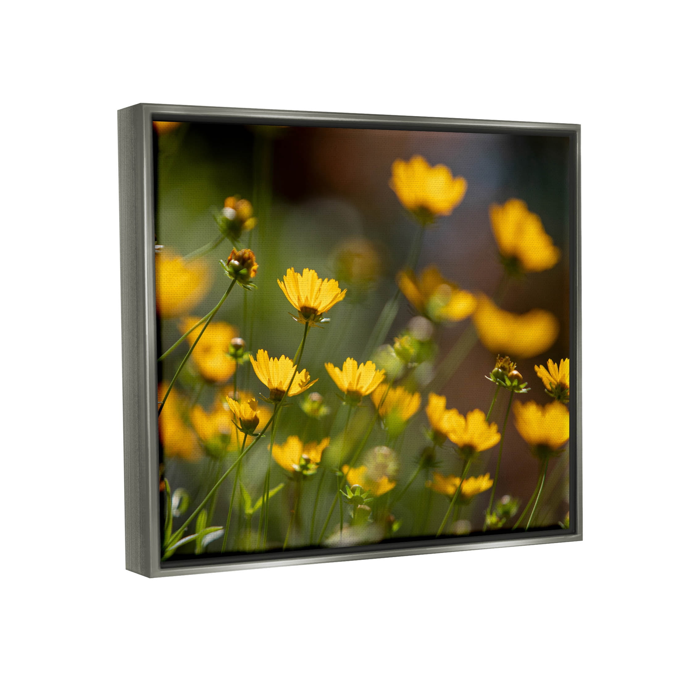 Yellow Daisy Wildflower Field Botanical & Floral Photograph Luster Gray Framed Art Print Wall Art