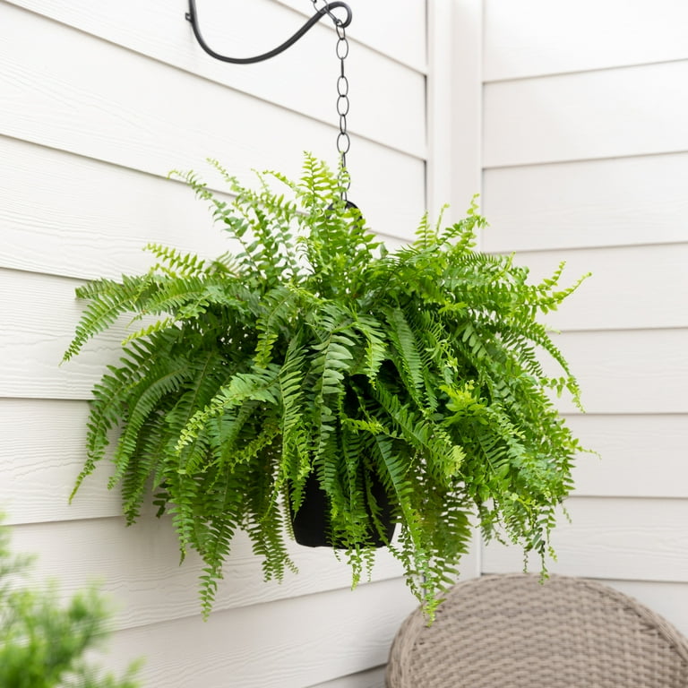 ビカクシダ AR☓ptaragarden 1 stem fern Expert Gardener 1.5gal Green Fern Live Annual Plant Hanging Basket