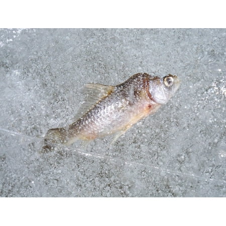 Canvas Print Frost Fish Macro Winter Nature Water Cold Ice Stretched Canvas 10 x