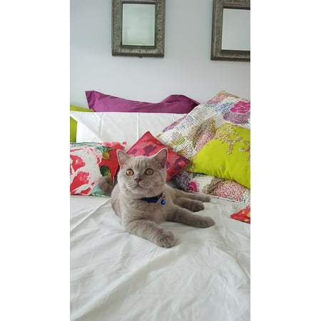 Canvas Print British Short Hair Kitten Cat Stretched Canvas 10 x (Best Food For British Shorthair)