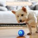 thumbnail image 5 of Pelota Interactiva Inteligente para Perros con [2 Modos de Movimiento] – Juguete Vibratorio para Mascotas "Prey-Mimic" para el Aburrimiento, 5 of 7