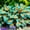 B, variant on Green-Spotted Hostas — Low-Maintenance — Perennial Garden Favorites — An Ideal Choice(Non-Artificial)