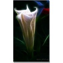 Trademark Art "Moonflower Bud" Canvas Art by Kathie McCurdy