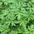 thumbnail image 5 of Citronella Geranium, 5 of 6