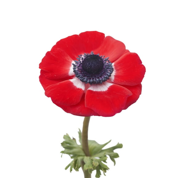 Anemones 100 Stems of Red Farm Direct Fresh Cut Flowers by Bloomingmore