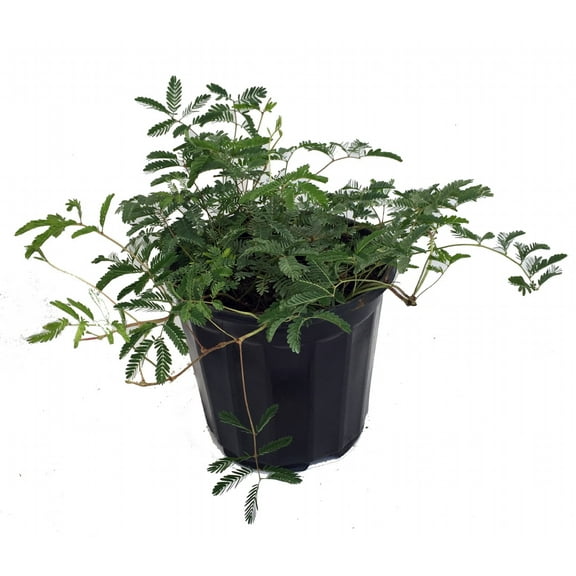 Amazing Sensitive Plant - Leaves Move & Close - Mimosa strigillosa - 6" Pot
