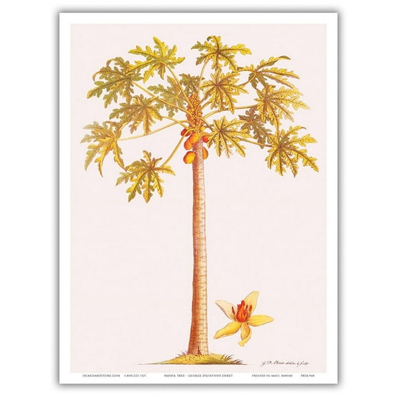 Papaya Tree (Carica papaya L.) - Vintage Botanical Illustration by Georg Dionysius Ehret c.1700s - Master Art Print (Unframed) 9in x 12in