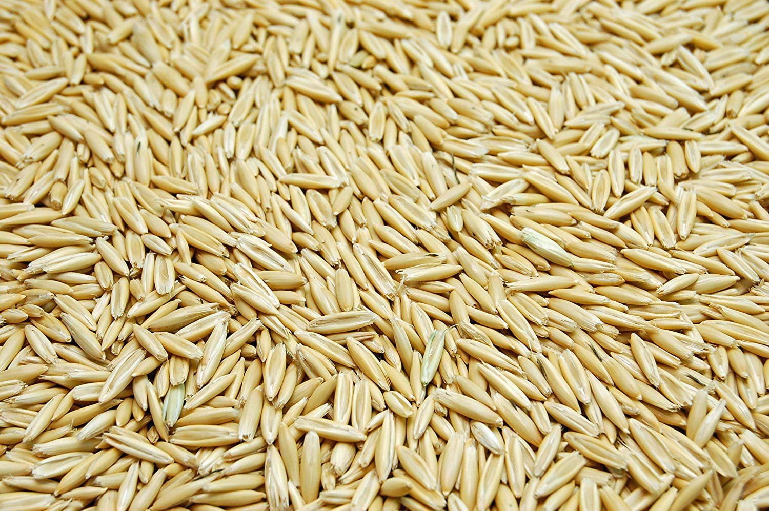 White Oat Seed by Eretz (50lb) CHOOSE SIZE! Oregon Grown, State Certified Oat Grains No