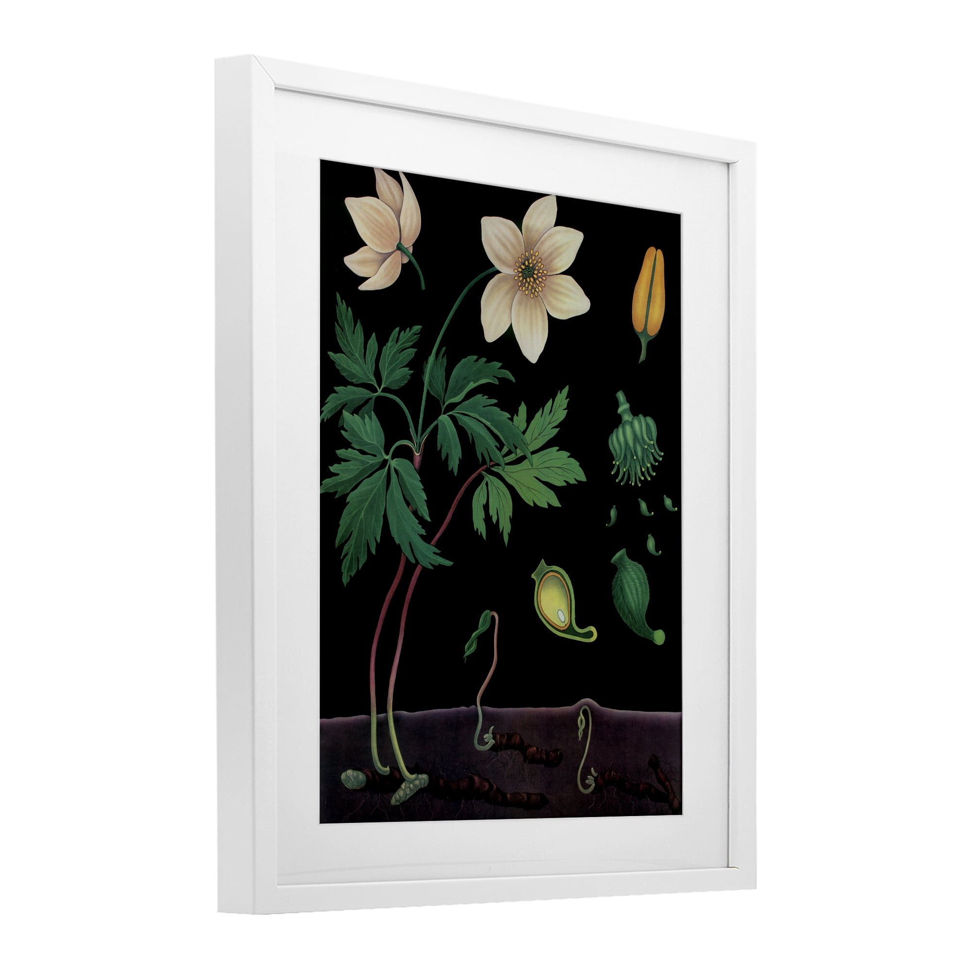 Stupell Industries Sprouting Wildflower Illustrations White Framed Print Under Glass, design by Vintage Hustle