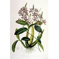 thumbnail image 2 of Withers, Augusta 11x14 Gold Ornate Wood Framed with Double Matting Museum Art Print Titled - Orchid, Schomburgkia Tibicinus, 2 of 4
