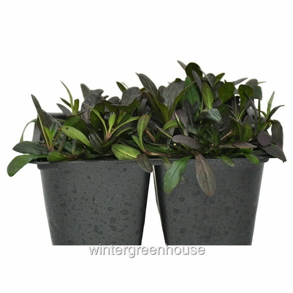 Ajuga, Chocolate Chip, Bugleweed - Pot Size: 4x 2.63x1.72x2.75in - Shade Plants