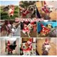 thumbnail image 5 of Abrigo navideño para perros, abrigo para perros pequeños con Papá Noel sobre su gato, suéter navideño rojo para perros, 5 of 5