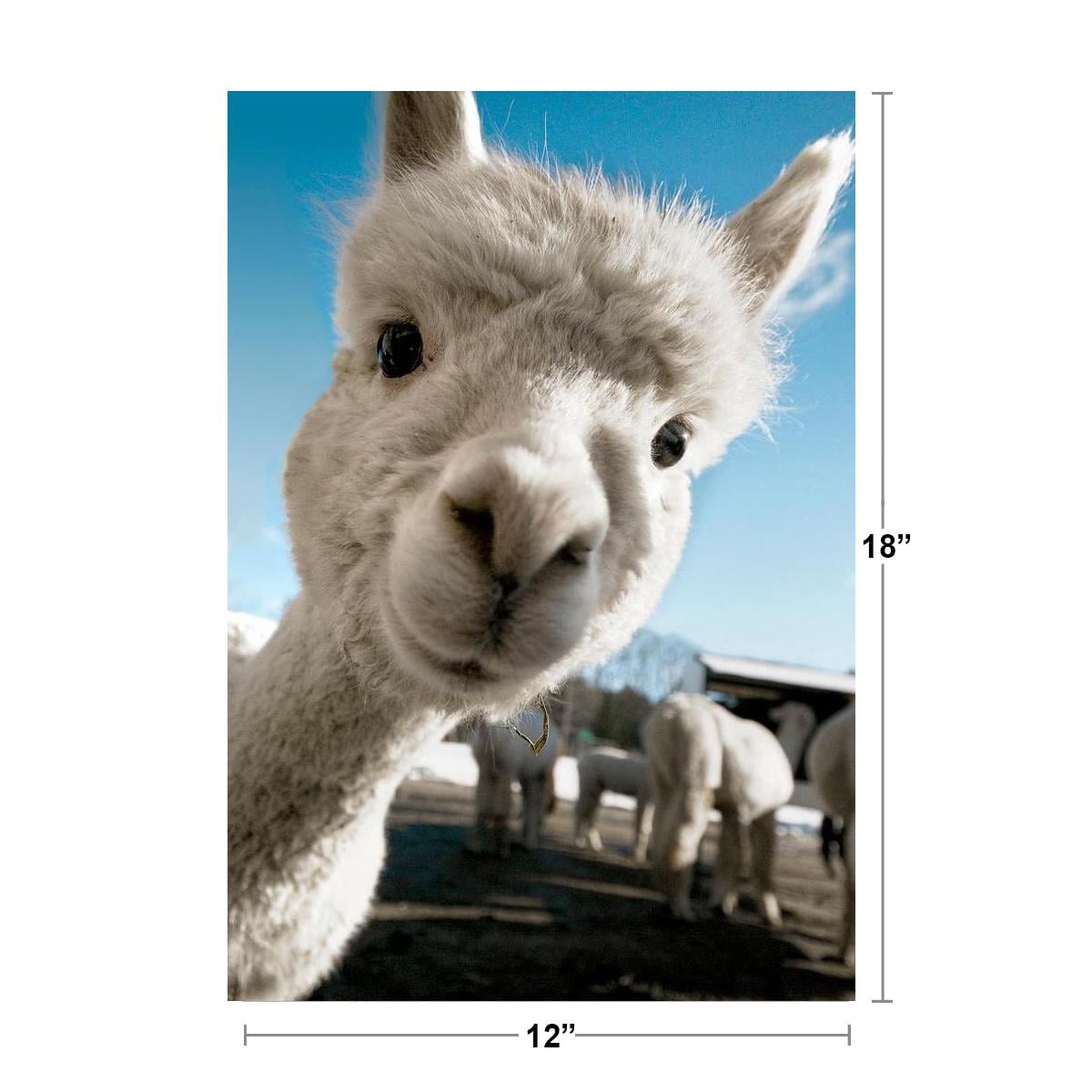 Alpaca Face Cute Baby Close Up Animal Face Funny Llama Photo Zoo Poster 12x18