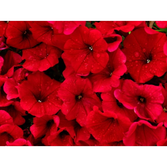 500 Fire Chief RED PETUNIA Nana Compacta Sun Annual AAS Winner Fragrant Hummingbird Flower Seeds