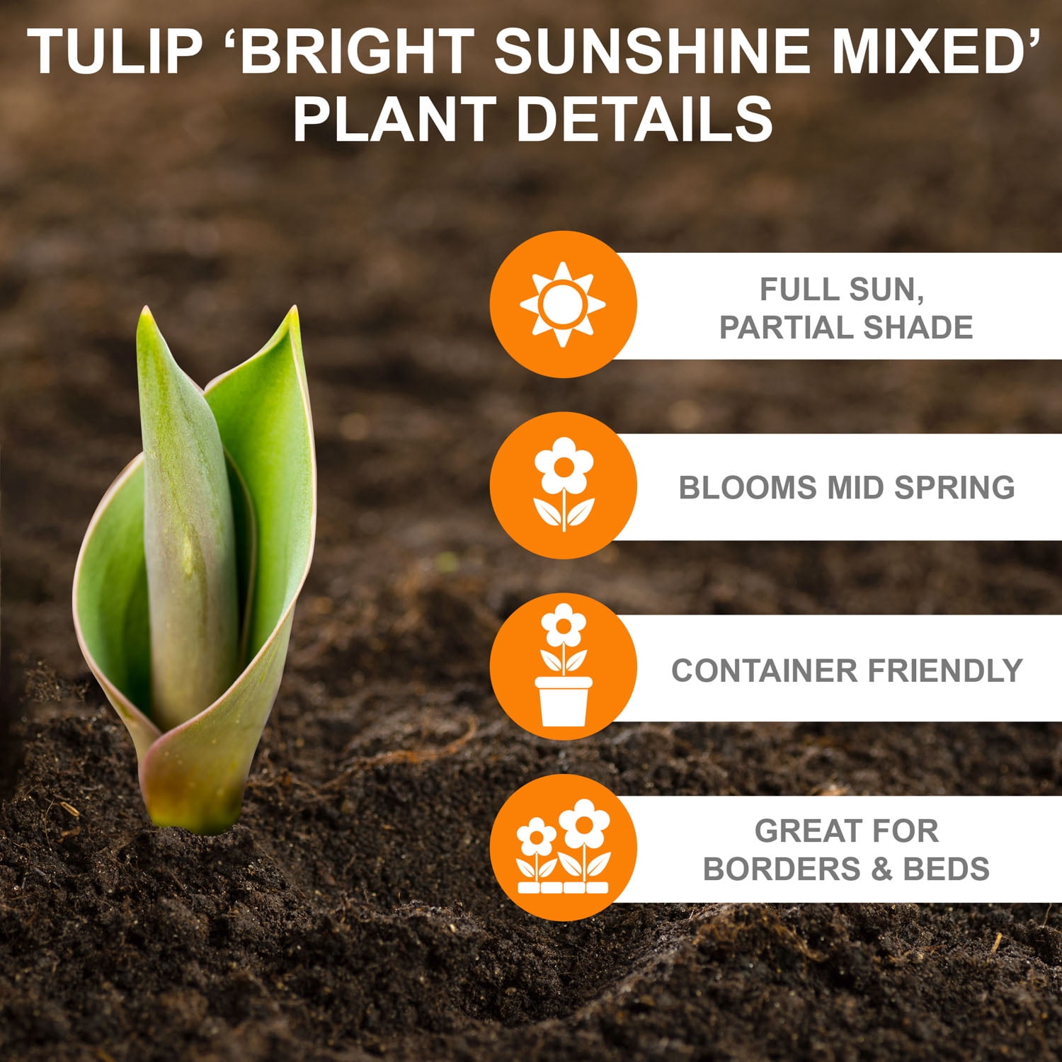 Garden State Bulb Bright Sunshine Mix Single Late Tulip Flower Bulbs, 12/+ cm (Bag of 25)