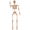 5.4ft Vintage style, variant on Ayieyill 65IN Halloween Skeleton Decorations, Weathered Posable Skeleton Decor for Halloween Decorations Outdoor Indoor