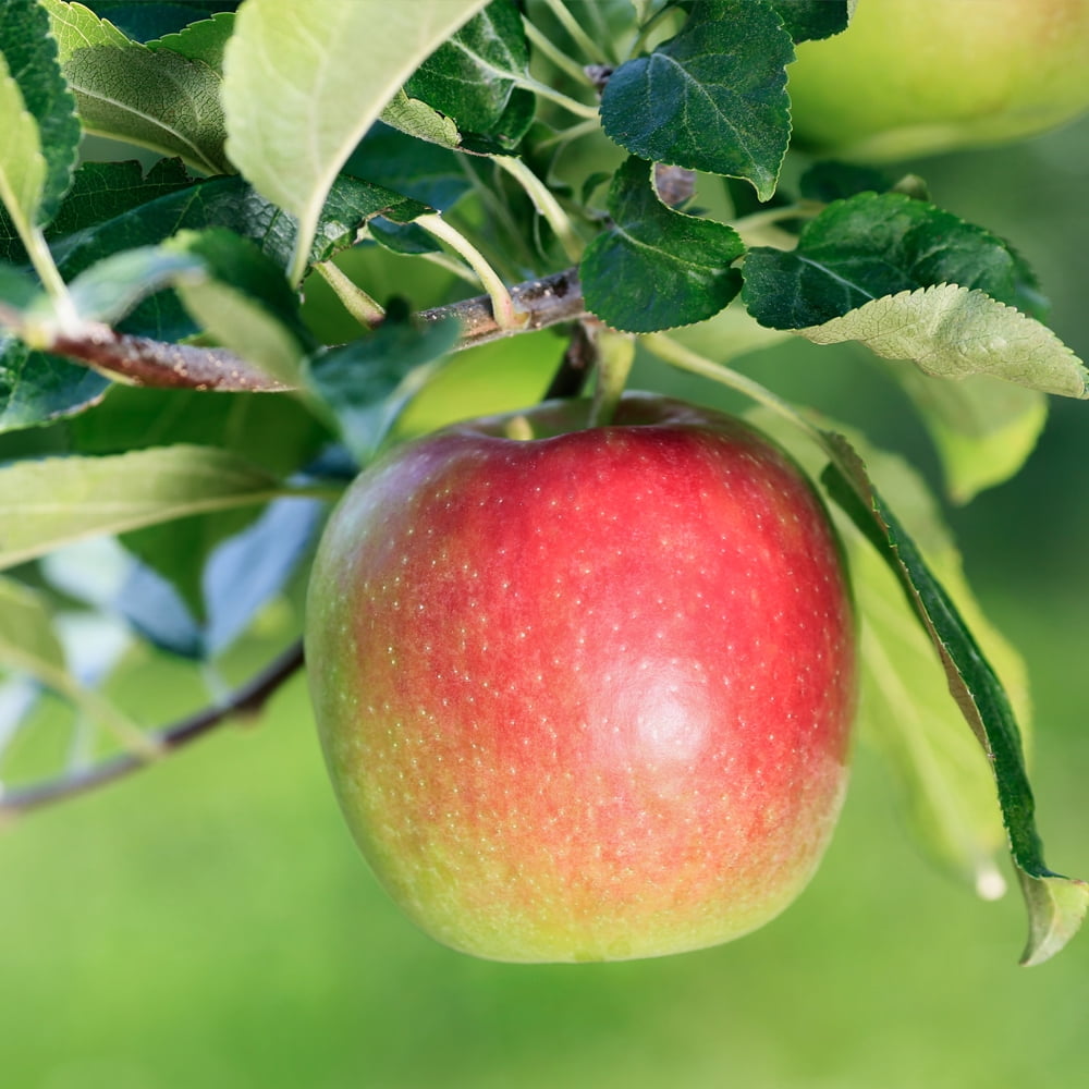 Expert Gardener 1-1.5 ft tall Anna Apple Live Tree in 1-Gallon Grower Pot