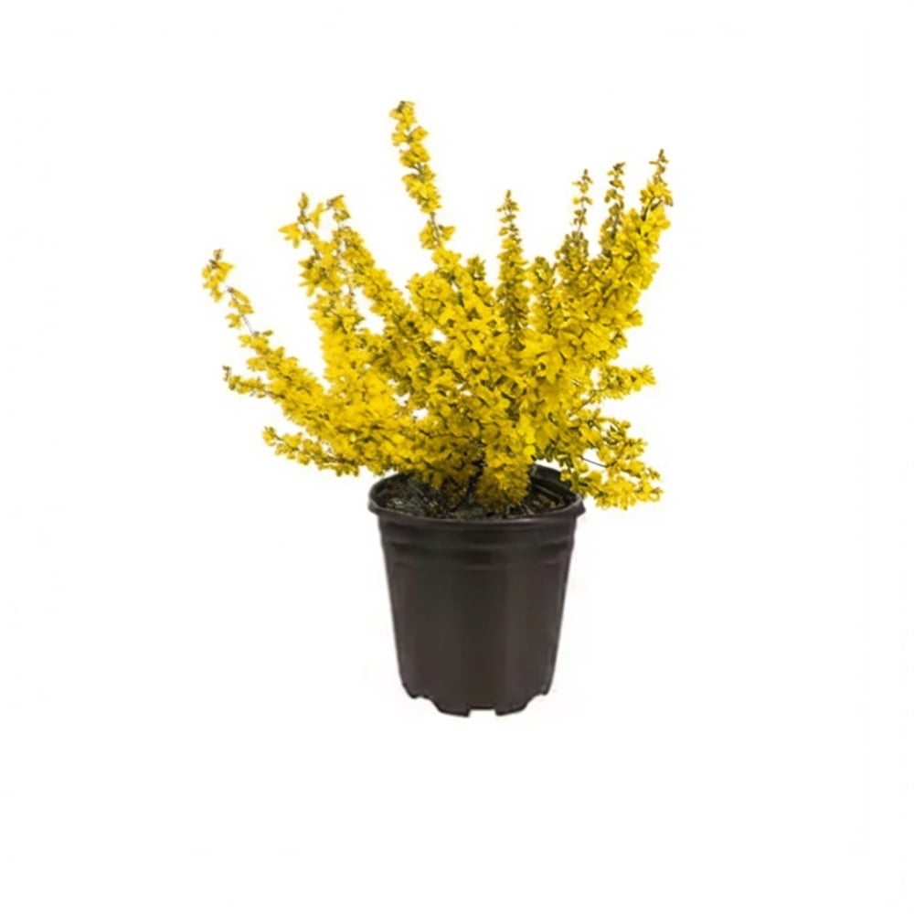 Pennington Forsythia Lynwood Gold Flowering Live Shrub in 1-Gallon Grower Pot